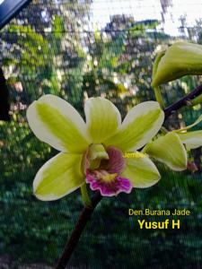 Dendrobium Burana Jade