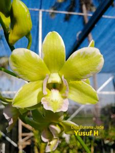 Dendrobium Burana Jade