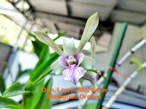 Dendrobium Lorrie Mortimer