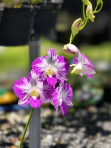 Dendrobium Burana Pearl