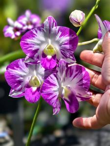 Dendrobium Burana Pearl