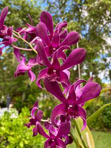 Dendrobium Caesar Red