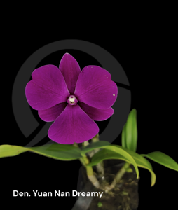 Dendrobium Yuan Nan Dreamy