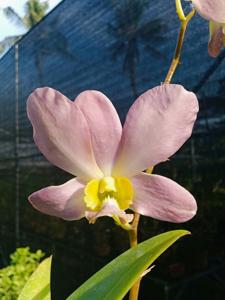 Dendrobium Massimo Ercolani