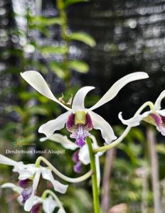 Dendrobium Ismail Alsagoff