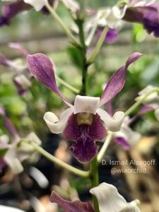 Dendrobium Ismail Alsagoff