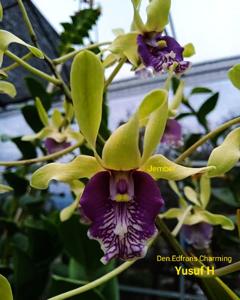 Dendrobium Edfrans Charming
