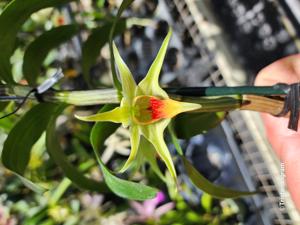 Dendrobium Hsinying Tobazuki