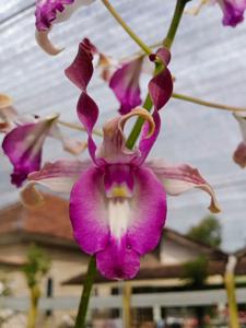 Dendrobium Bumi Menangis