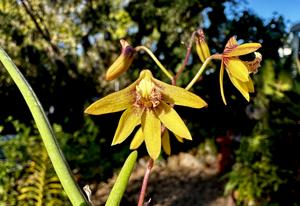 Dendrobium Tweetas