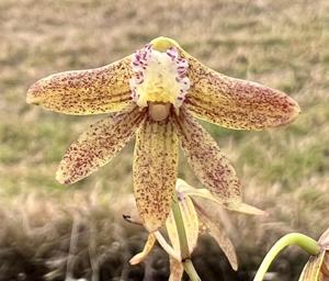 Dendrobium Tweetas