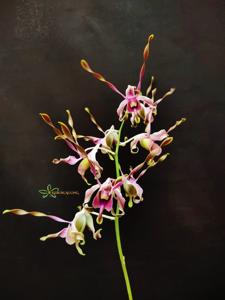 Dendrobium Christabella