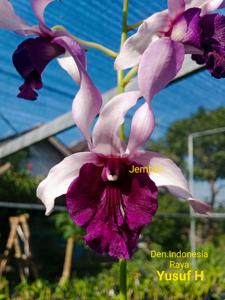 Dendrobium Indonesia Raya