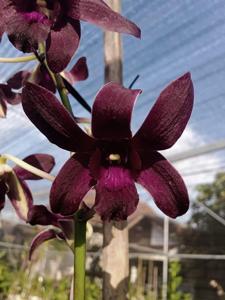 Dendrobium Mangosteen