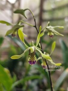 Dendrobium Bali Apple