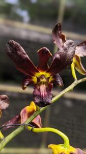 Dendrobium Keling