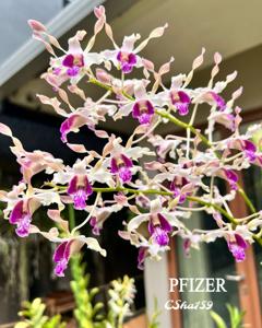 Dendrobium Pfizer Singapore