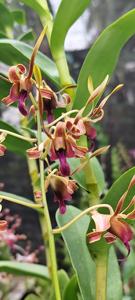 Dendrobium Jamaica Antelope