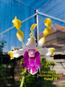 Dendrobium Heart of Northoaks Primary