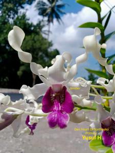 Dendrobium Heart of Northoaks Primary