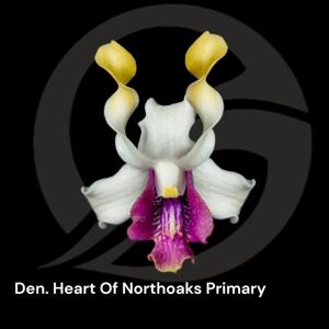 Dendrobium Heart of Northoaks Primary