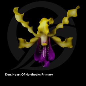 Dendrobium Heart of Northoaks Primary