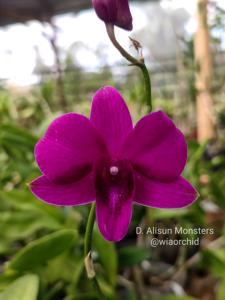 Dendrobium Alisun Monsters