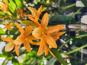 Dendrobium Sheng Yi Bumblebee