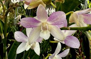 Dendrobium Samford Moondream