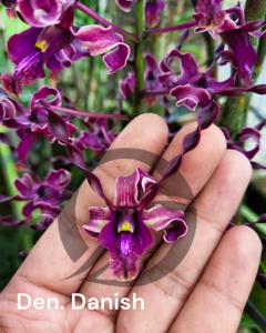 Dendrobium Danish