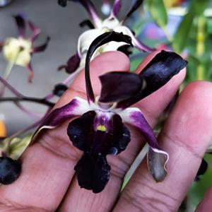 Dendrobium Tengger Beauty