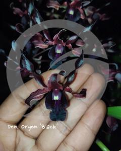 Dendrobium Oryen