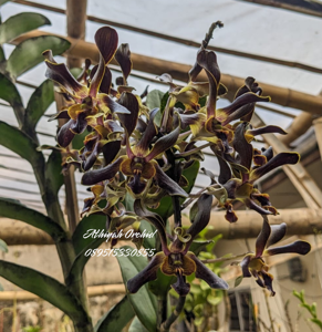 Dendrobium Paras Ayu