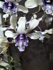 Dendrobium Drg Hedy