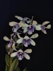 Dendrobium Drg Hedy