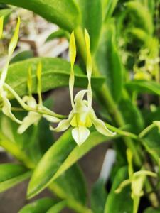 Dendrobium Liliput