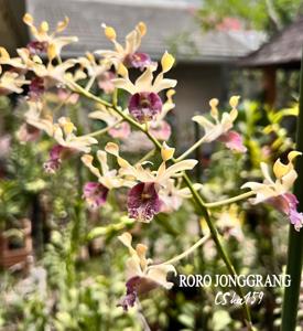 Dendrobium Roro Jonggrang