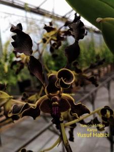 Dendrobium Yuwono Mega Karya