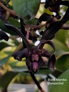 Dendrobium Black Mamba