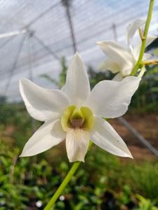 Dendrobium Ariek Firmansyah