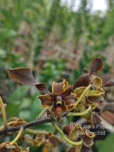 Dendrobium Mutiara Papua