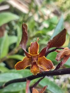 Dendrobium Mutiara Papua