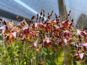 Dendrobium Jairak Spider