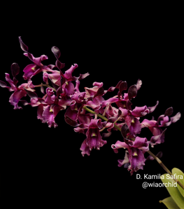 Dendrobium Kamilah Safira