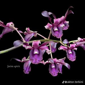 Dendrobium Spirit of Java