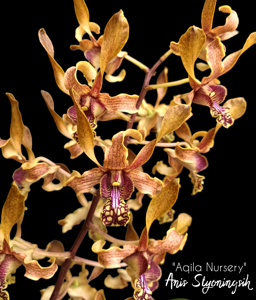 Dendrobium Anis Styoningsih