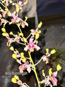 Dendrobium Anis Styoningsih