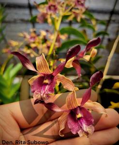 Dendrobium Rita Subowo