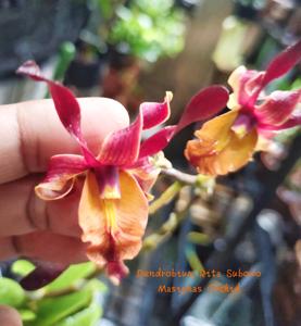 Dendrobium Rita Subowo