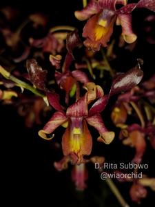 Dendrobium Rita Subowo